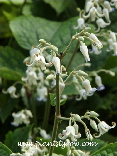 Clematis Stans x heraciefolia
The petals of the flower recurve.